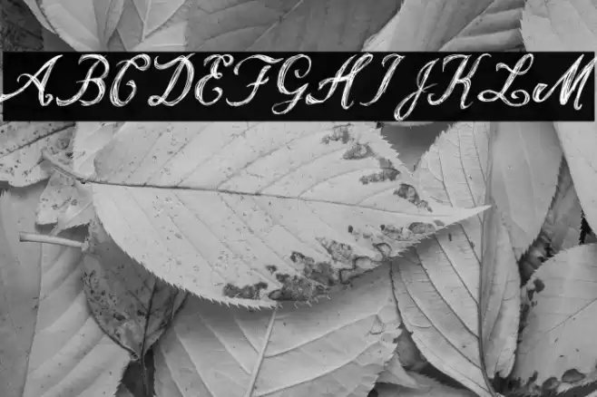 VintageSoda20s Font examples