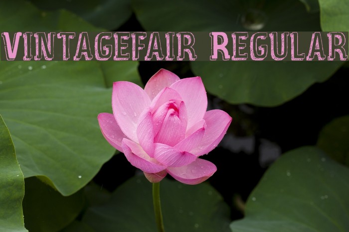 Vintage_fair Regular Шрифта examples