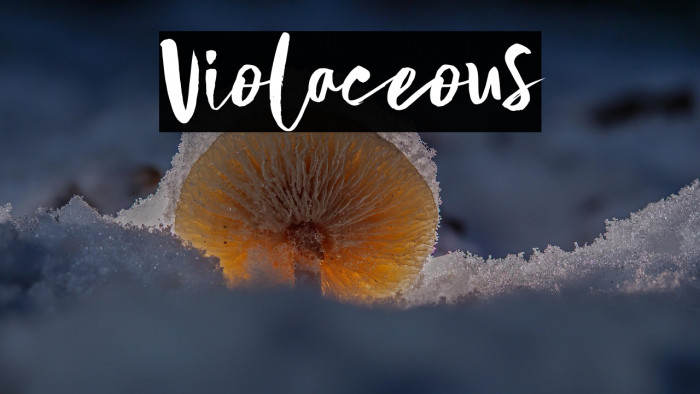 Violaceous Example 1