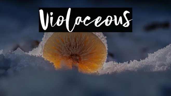 Violaceous Example 1