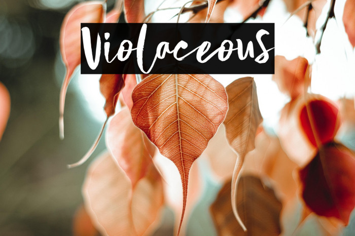 Violaceous Example 2