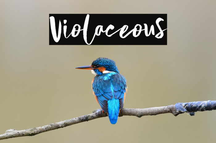 Violaceous Example 3