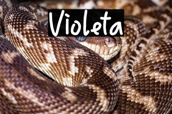 Violeta Example 3