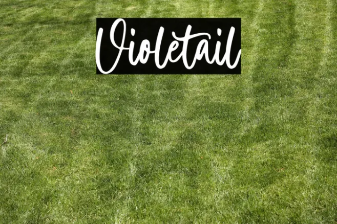 Violetail Example 2