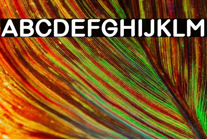 Violina-Bold Example 1