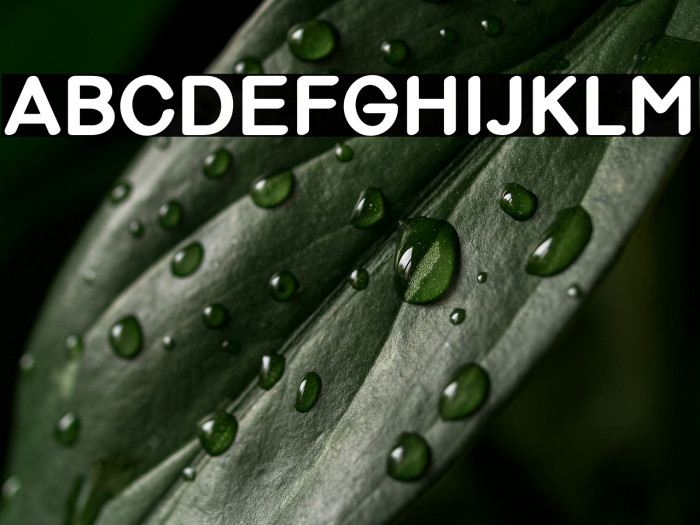 Violina-Bold Example 3