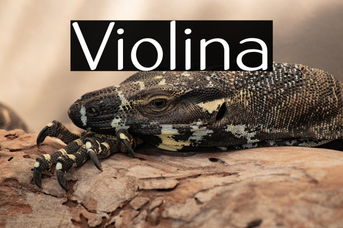Violina Example 2