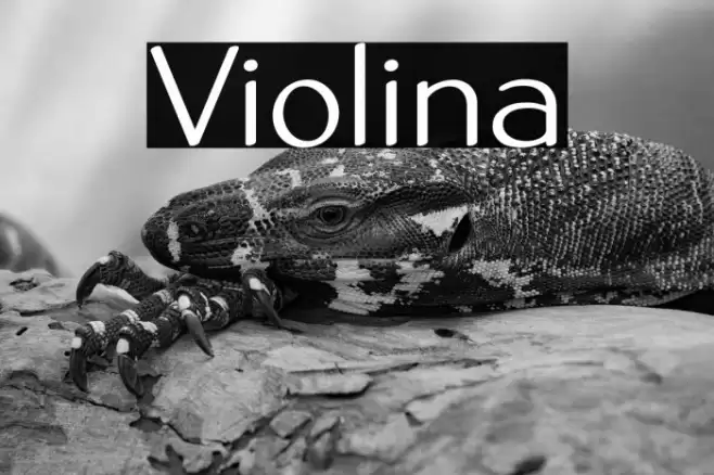Violina Font examples