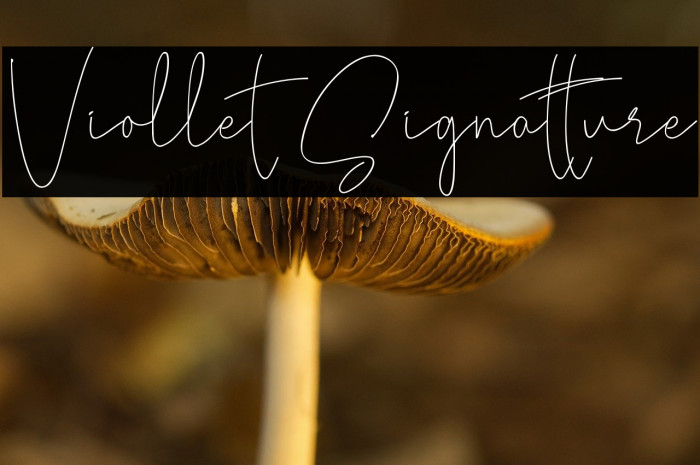 Viollet Signatture Example 2