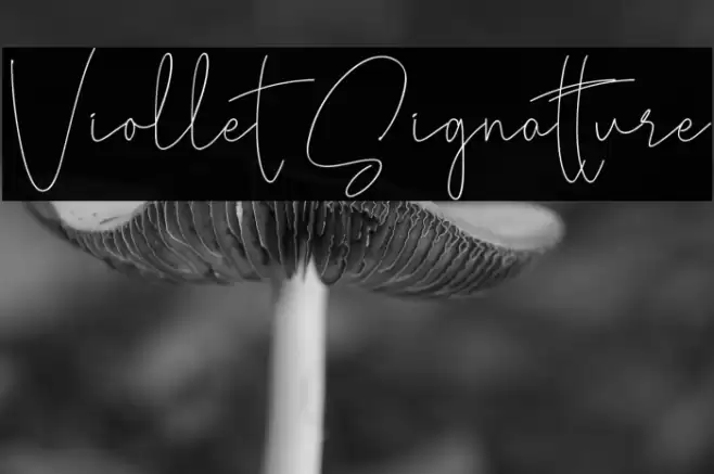 Viollet Signatture Font examples