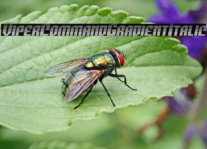 Viper Command Gradient Italic Example 1