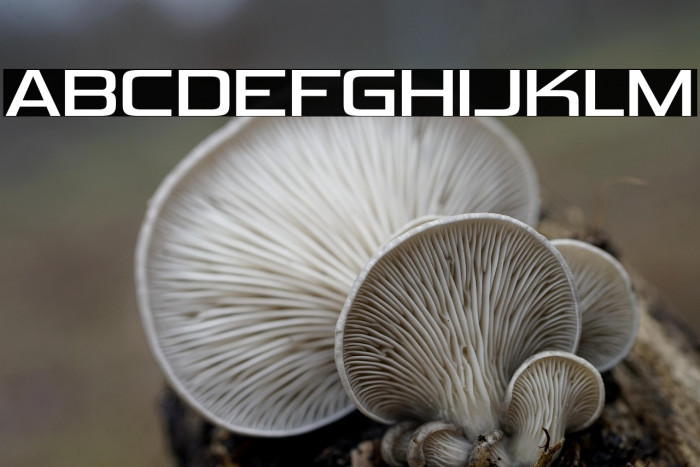 VipnagorgiallaRg-Regular Example 2