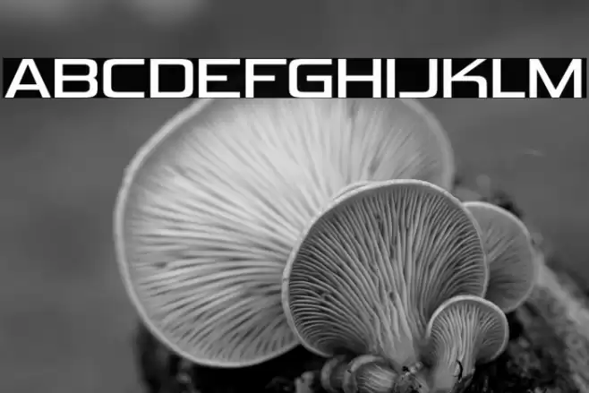 VipnagorgiallaRg-Regular Font examples