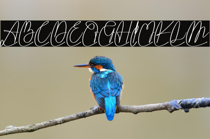 Vippa Willette Example 2