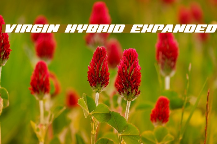 Virgin Hybrid Expanded Font examples