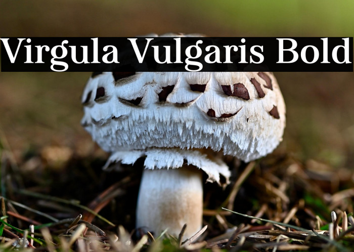 Virgula Vulgaris Bold Example 1