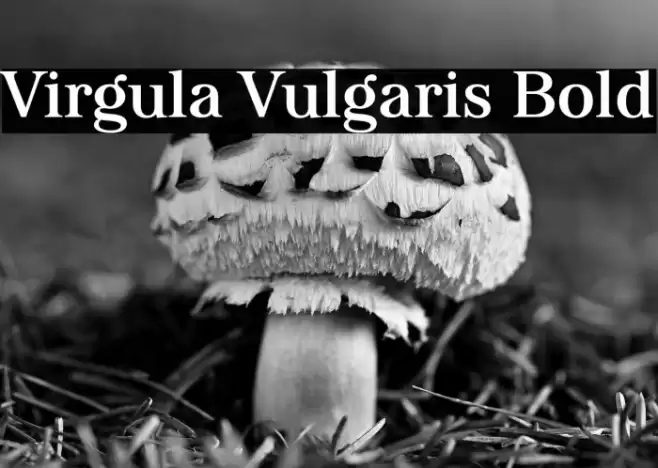 Virgula Vulgaris Bold Font examples