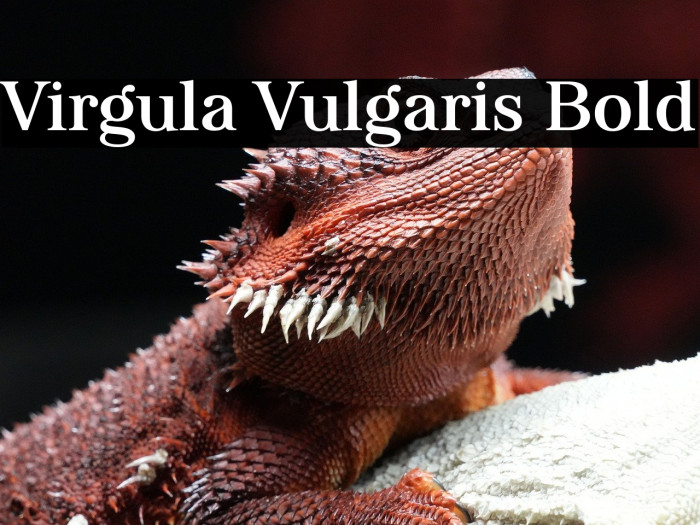 Virgula Vulgaris Bold Example 3