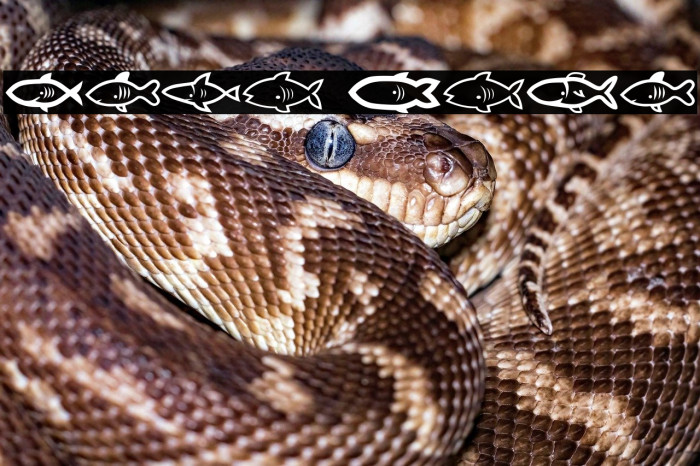 Visvang Regular Example 1