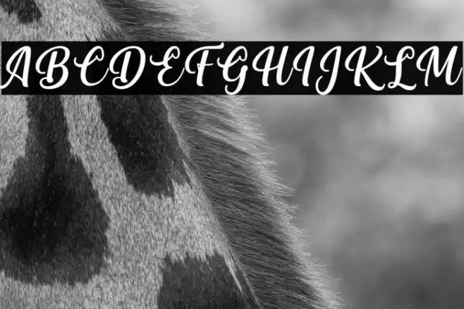 Vitalia Sesha Font examples