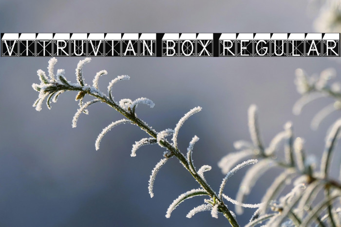 Vitruvian Box Regular Example 3