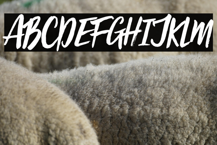 Viva Beautiful Example 2