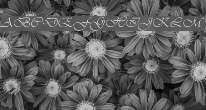 VivaldiD Font examples