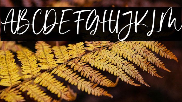 Vivy Aquilla Example 1