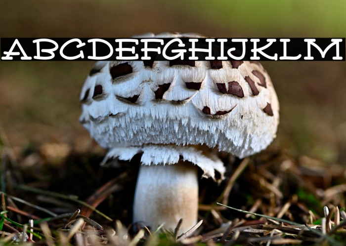 Vixen Deer Example 2