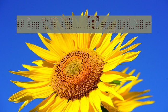 vintsis Regular Font examples