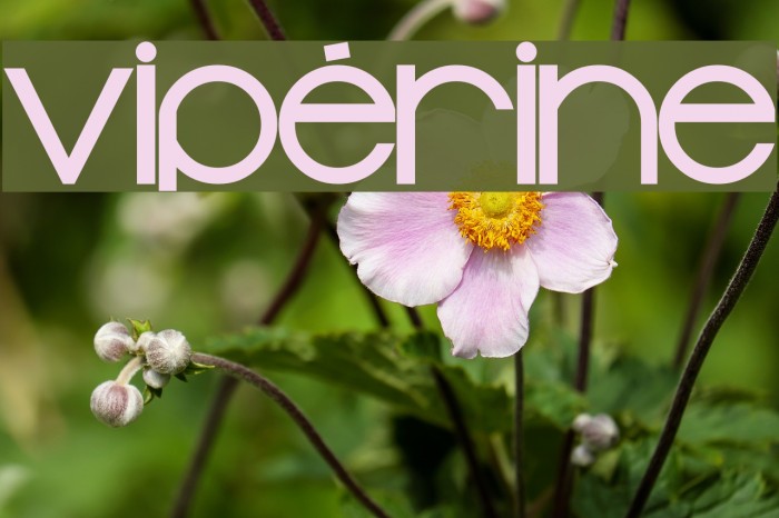 vipérine Font examples