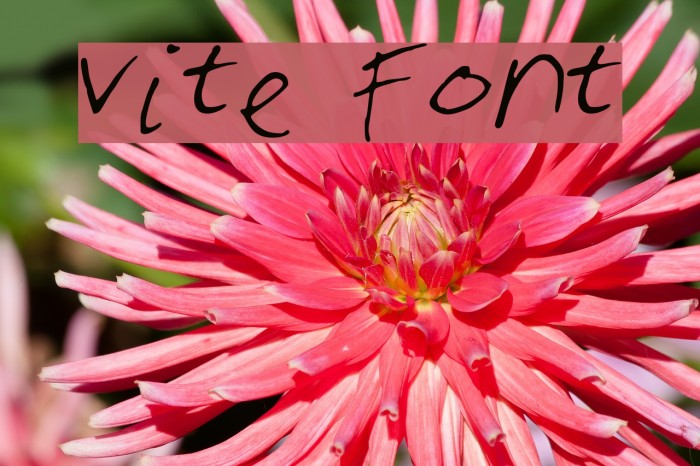 vite Font examples