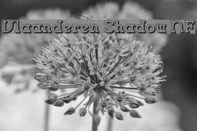 Vlaanderen Shadow NF Font examples