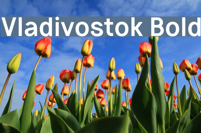 Vladivostok Bold Example 2