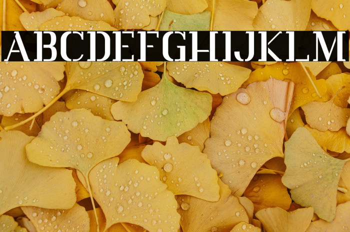 Vlorens Flower DEMO Stencil Example 3