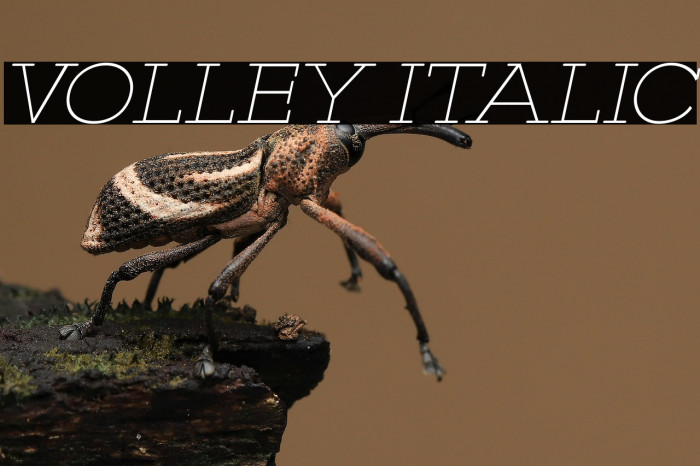 VOLLEY ITALIC Example 1