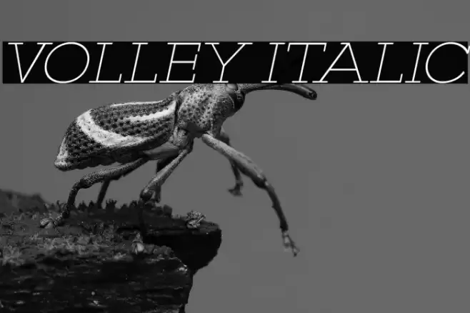 VOLLEY ITALIC Caratteri examples