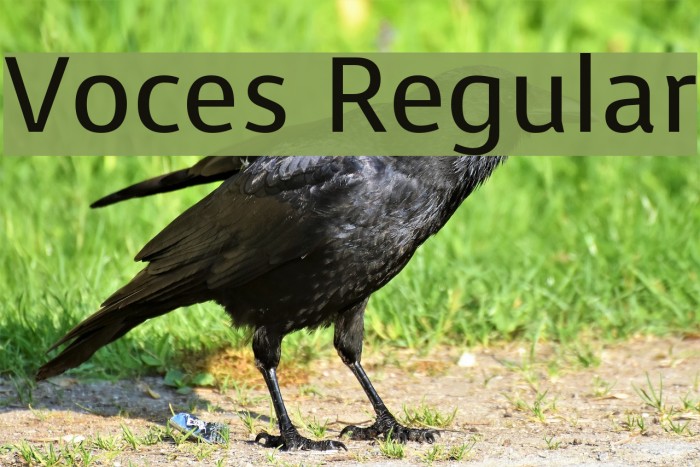 Voces Regular Font examples