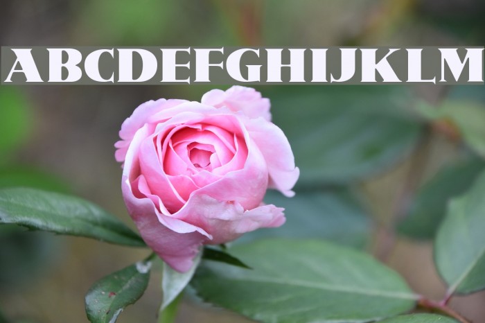 Vogue Font examples