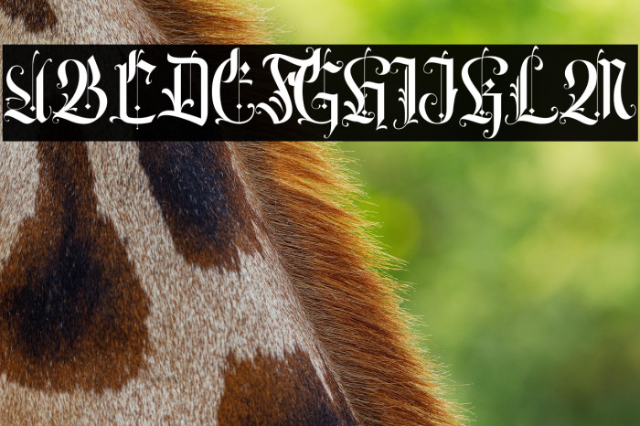 Volantis Regular Example 1