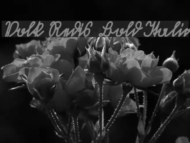 Volk Redis  Bold Italic Font examples