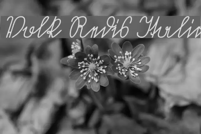 Volk Redis Italic Font examples