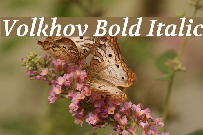 Volkhov Bold Italic Font examples