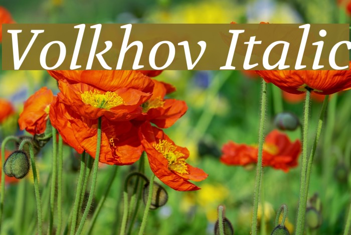 Volkhov Italic Font examples
