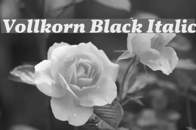 Vollkorn Black Italic Font examples