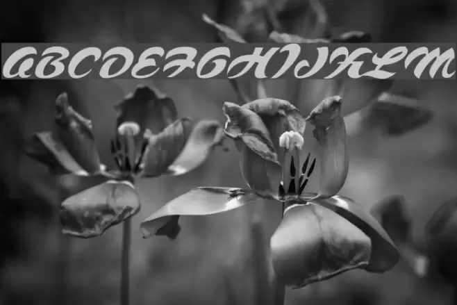 Voodoo Script Font examples