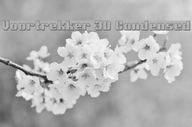 Voortrekker 3D Condensed フォント examples
