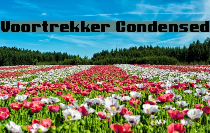 Voortrekker Condensed Font examples