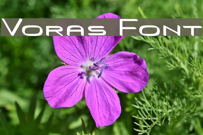 Voras Font examples