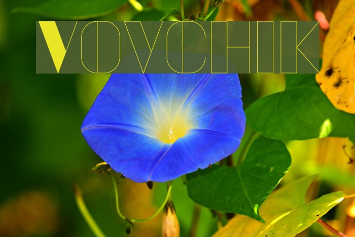 Vovchik Font examples